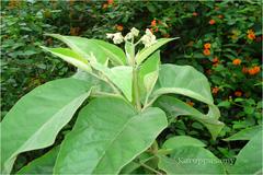 Solanum erianthum